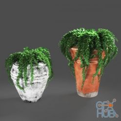 3D model Ivy In Pots