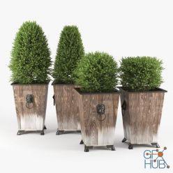 3D model Green bush