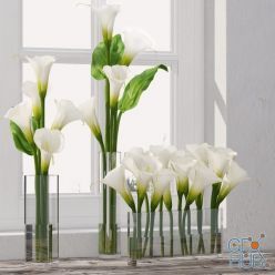 3D model Calla Lily 5