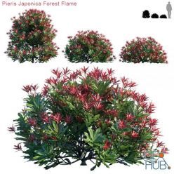 3D model Pieris Japonica Forest Flame (max, fbx)