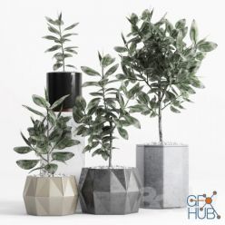 3D model Plants and Planters 9 (Ficus Elastica) max, obj