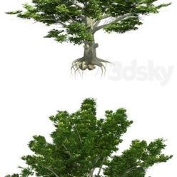 3D model American Beech Tree Low Poly