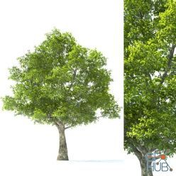 3D model Tilia Tree - 10m Height