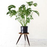 3D model Monstera plant on stand