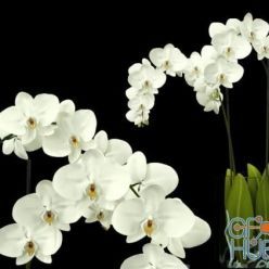 3D model White orchid in a vase