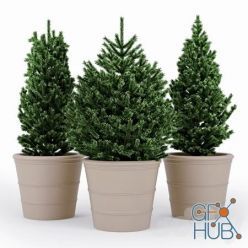 3D model Fir Tree