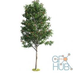 3D model Deciduous rowan tree