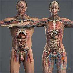 3D model Human Anatomy 3D Models