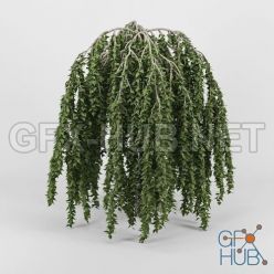 3D model Cgtrader – Betula