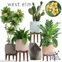 3D model Collection of Plants 80