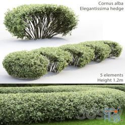 3D model Cornus Alba Elegantissima hedge