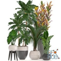 3D model Collection of tropical plants