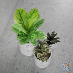 3D model Decorative set of plants