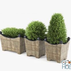 3D model BOXWOOD TOPIARY