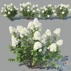 3D model Hydrangea Paniculata 4 variations