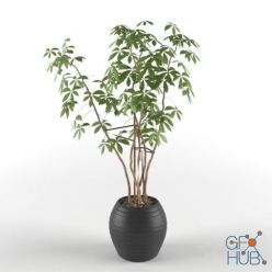 3D model Indoor ornamental plant