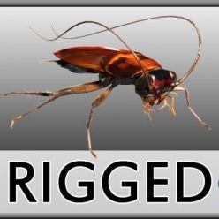 3D model Cockroach rigged