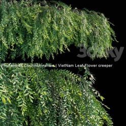 3D model Phyllanthus Cochinchinensis VietNam Leaf Flower creeper