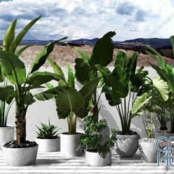 3D model 14 Plant Compilation