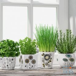3D model Herbs in pots