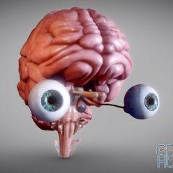 3D model Brain, Brain Stem and the Eyes