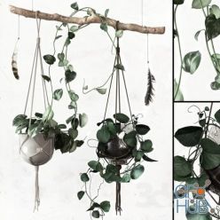 3D model Climbing plants in flower pots and feathers