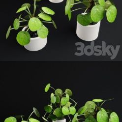 3D model Pilea Peperomioides – Chinese money plant