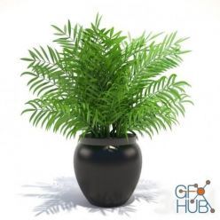 3D model Hamedorea palm plant