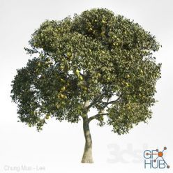 3D model Pear Tree 8