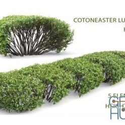 3D model Cotoneaster shiny hedge