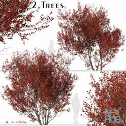 3D model Set Of Cotinus Grace Trees