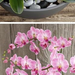 3D model Orchid Pink 1