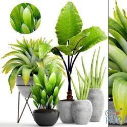 3D model Collection of plants 145.Tropical plant