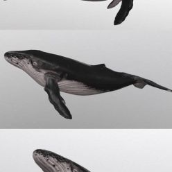 3D model Whale PBR