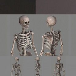 3D model Human Skeleton Caucasian Male PBR