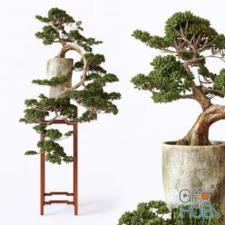 3D model Bonsai 01 (max 2013 Vray, Coronа, fbx)