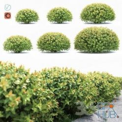 3D model Spirea Japanese max 2013 (Corona)