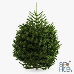 3D model Realistic Fir Tree