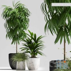 3D model Plant set witn ficus (3ds max 12, 15)