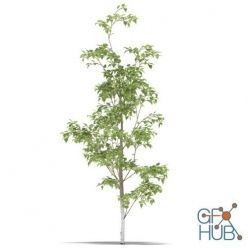 3D model Tree Birch 1 metre