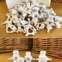 3D model Coluna Vertebral montavel – 3D Print