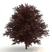 3D model Red Maple Acer rubrum