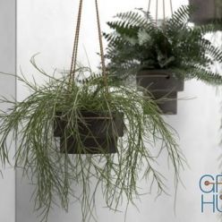 3D model CGTrader – Hanging Pots with Plants 3D model