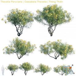 3D model Thevetia Peruviana, Cascabela Thevetia (max, fbx)