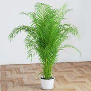 3D model Palm of the areca