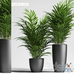3D model Palm in pot (PLANTS 137)