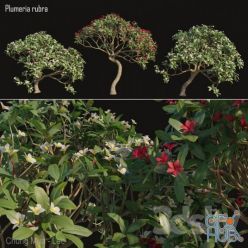 3D model Plumeria rubra -Frangipani Tree-02