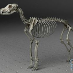 3D model Wolf Skeleton