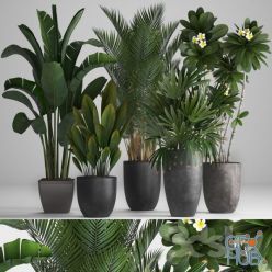 3D model Plant Collection 256