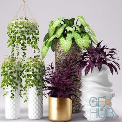 3D model 3DDD / 3DSky PRO models – Decorative Plants